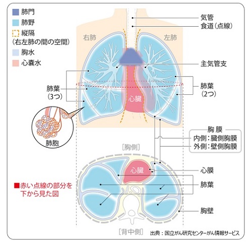 肺がんについて 年 コラム ニュース一覧 一般財団法人 浜松光医学財団 浜松pet診断センター